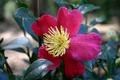 Red and yellow flower