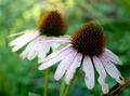 Autumn Flowers