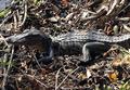 Gator