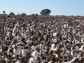 Cotton Field