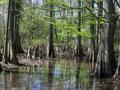 Swamp thang