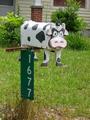 Mail Cow