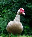 Ugly duck