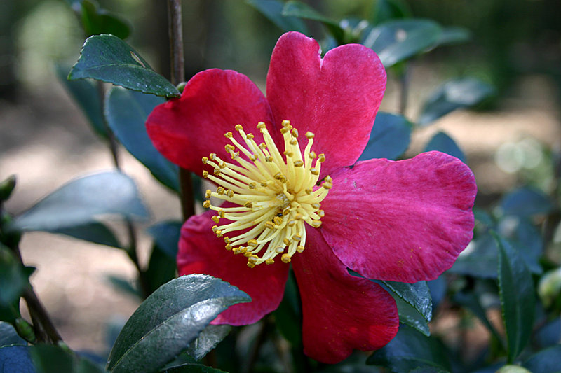 Red and yellow flower
