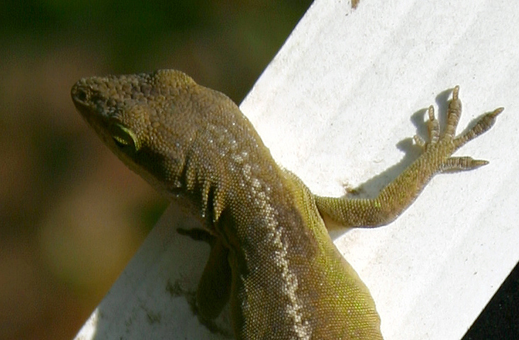 Little friend