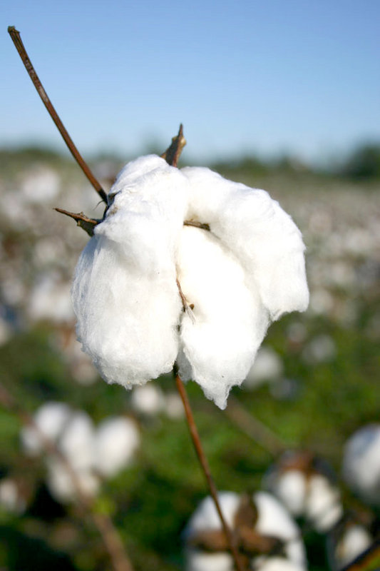 Cotton boll