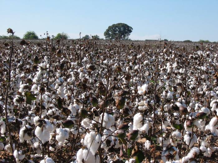 Cotton Field