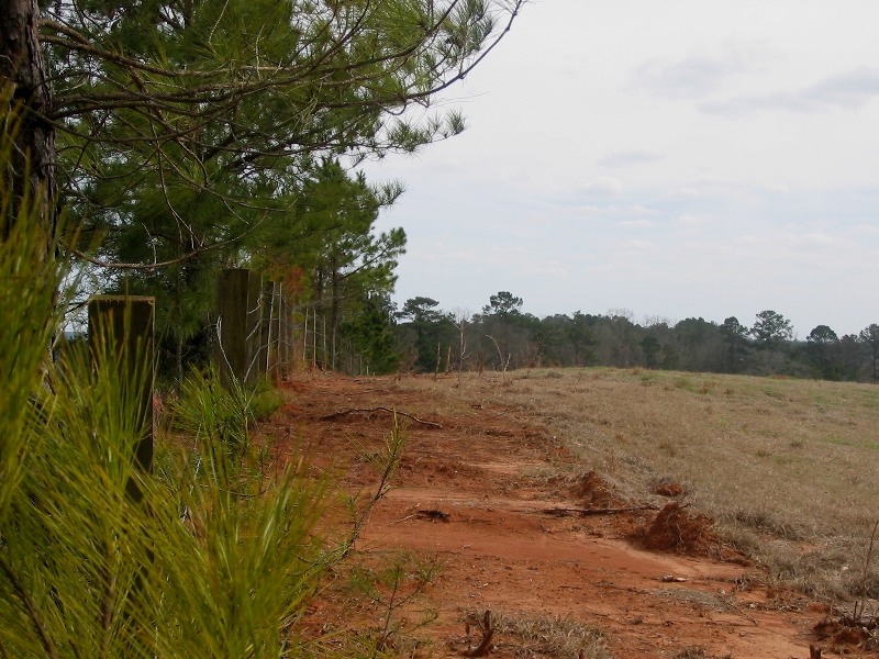 Along a fence line