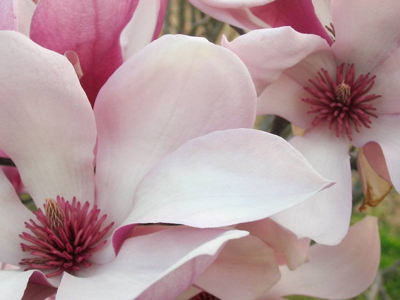 Flowers up close