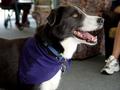Pet Therapy 3