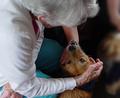 Pet Therapy 4