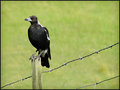 Fence outtake