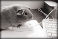 Computer mouse?