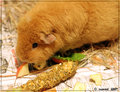 12. A healthy diet