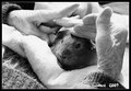 Rest home Piggy