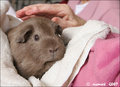 Zippi