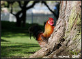 Peek-a-boo rooster