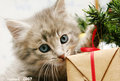 4 Kitten in the Christmas tree