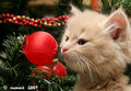 4a Kitten in a Christmas tree
