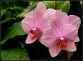 pink-orchid.jpg
