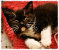 Baby Kat
