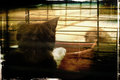 Piggy watching