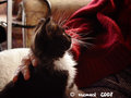 Baby Kat in the resthome2