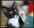 I promise to be good ............