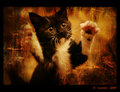 Naughty kitty