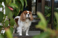 dog-at-the-door-original.jpg