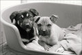 spca pups