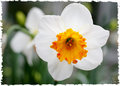 jonquil.jpg