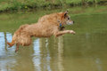 Bailey 'the walk in the park'