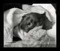 Zippi, rest home visitor