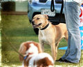 Loki at the dogshow