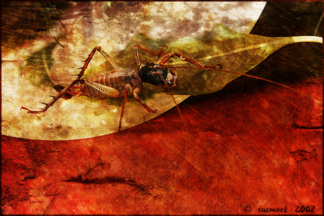 1-weta.jpg