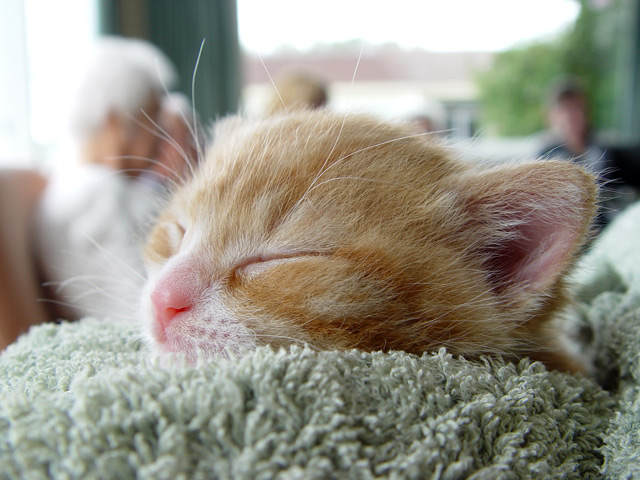 Pet Therapy 1