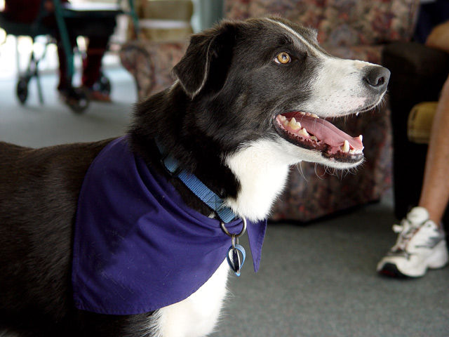 Pet Therapy 3