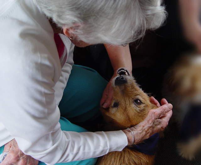 Pet Therapy 4