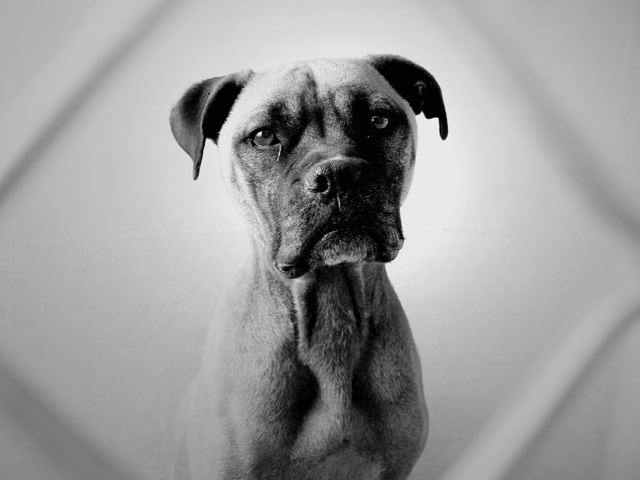 Homeless-dog,boxer-x-3.jpg