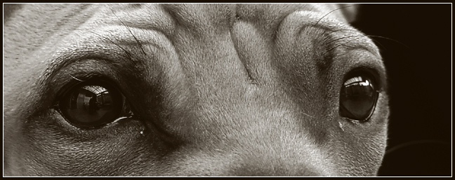 windows of the soul