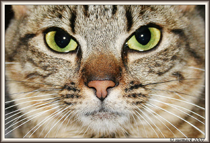 the cat
