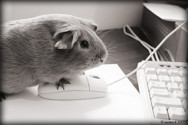 Computer mouse?