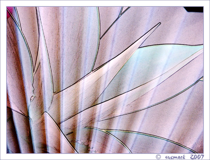 14. Abstract agave