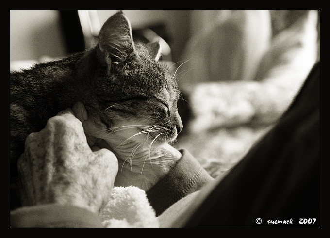 15. Comfort of a cat