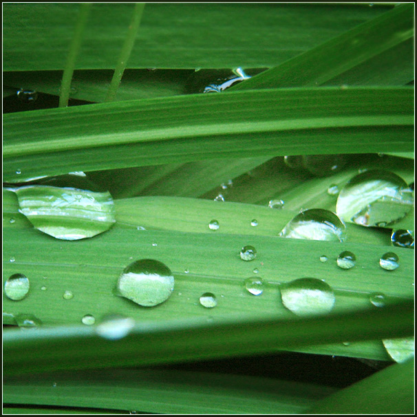 Raindrops