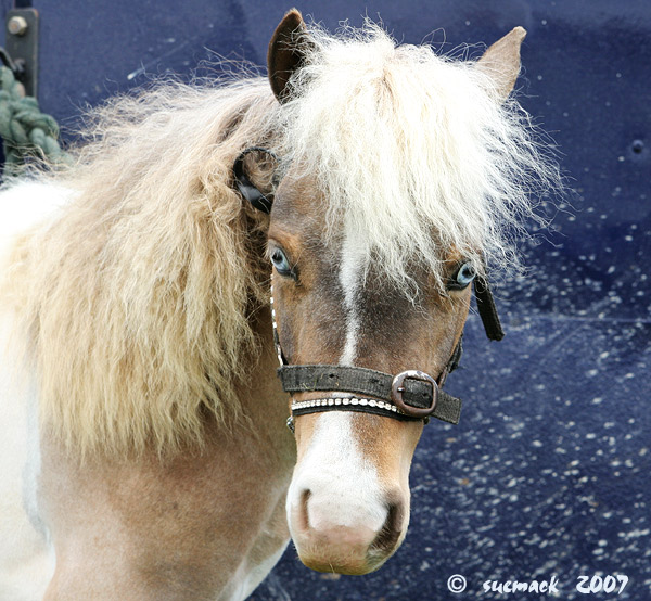 mini-horse.jpg