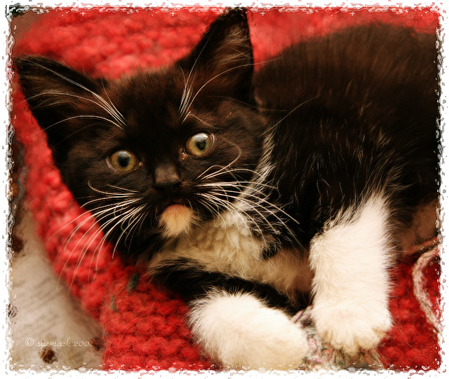Baby Kat