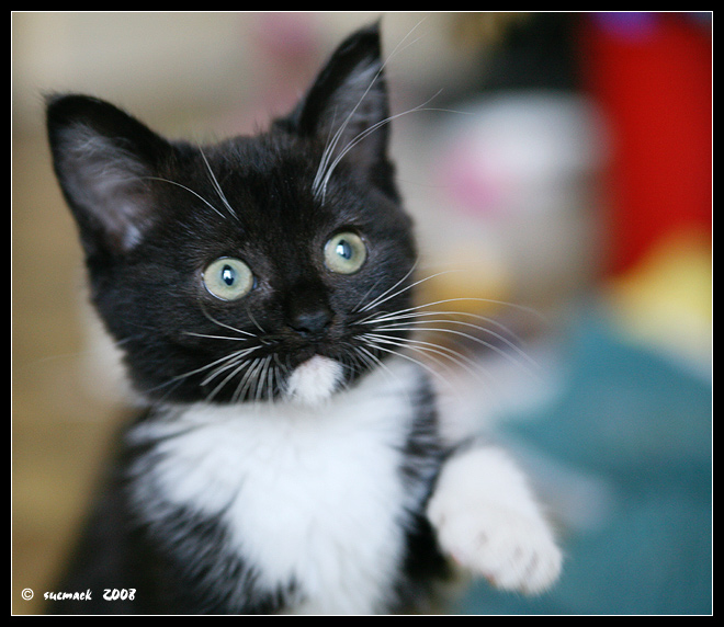 Minimus 14.5.08