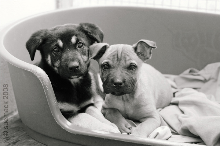 spca pups